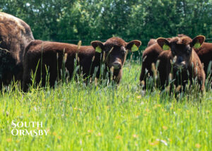 Lincoln Reds enjoying the long grass of June