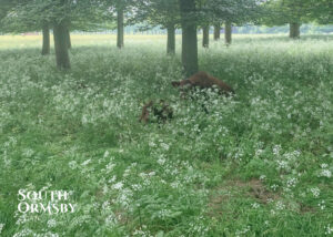 Cattle thriving in June's long grass