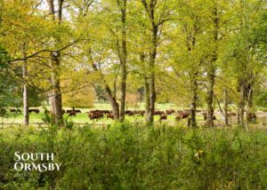 Lincoln Reds use the trees for medicinal purposes