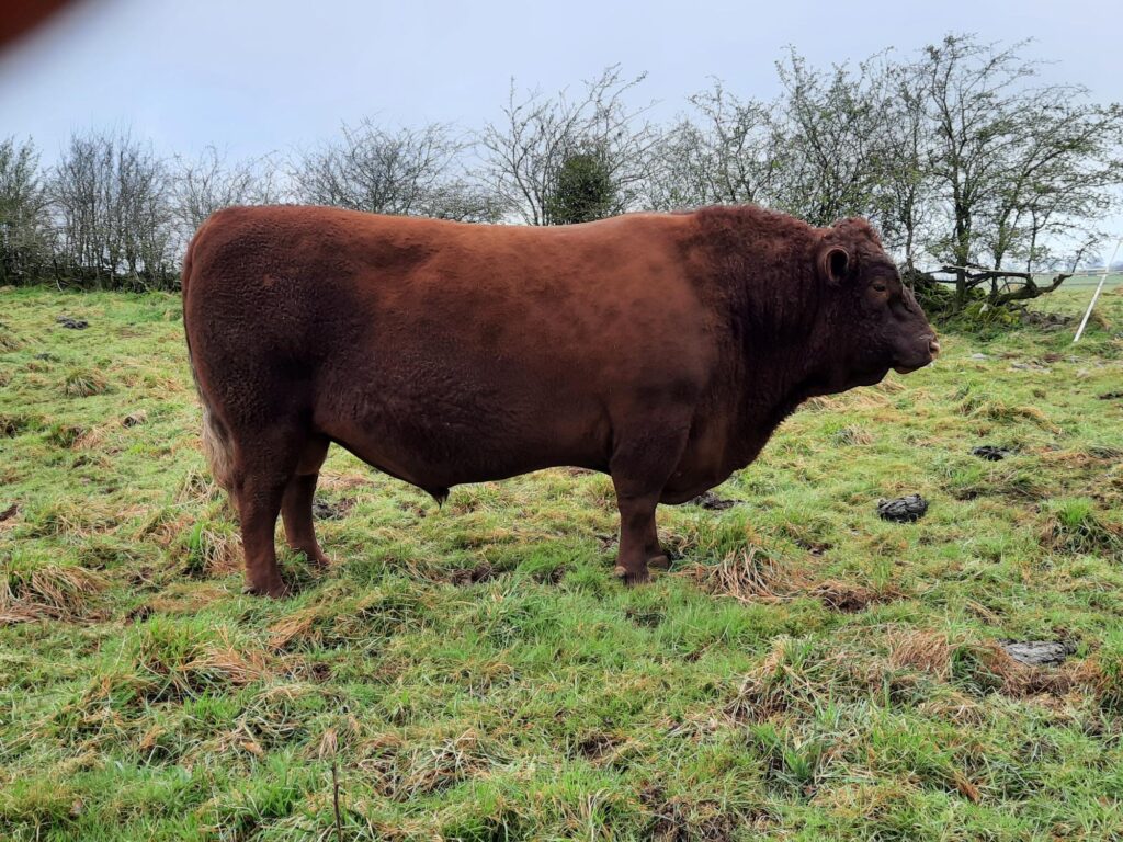 Marketplace Ads Pasture for Life Certified 100 grassfed meat