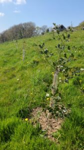 Establishing wood pasture