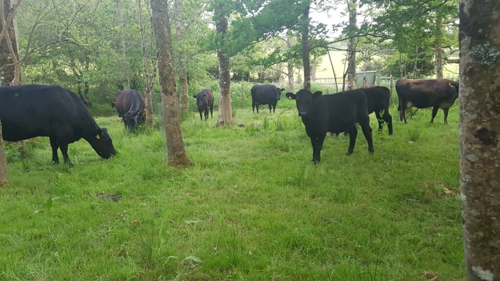 Cattle grazing in the woodland