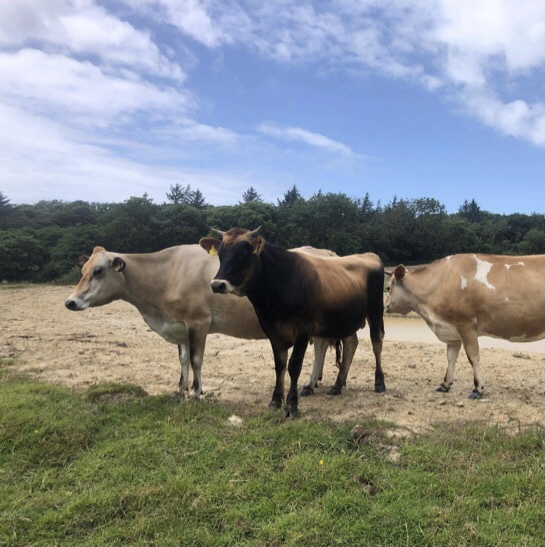 Marketplace Ads Pasture for Life Certified 100 grassfed meat