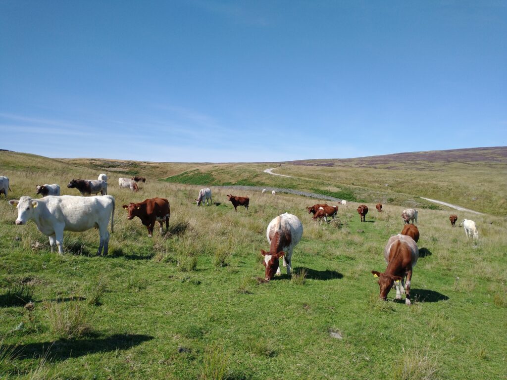 Northern Dairy Shorthorn Cattle, enjoying the summer sunshine on Andrew Hattan's farm in Nidderdale, one of our mentors in the North