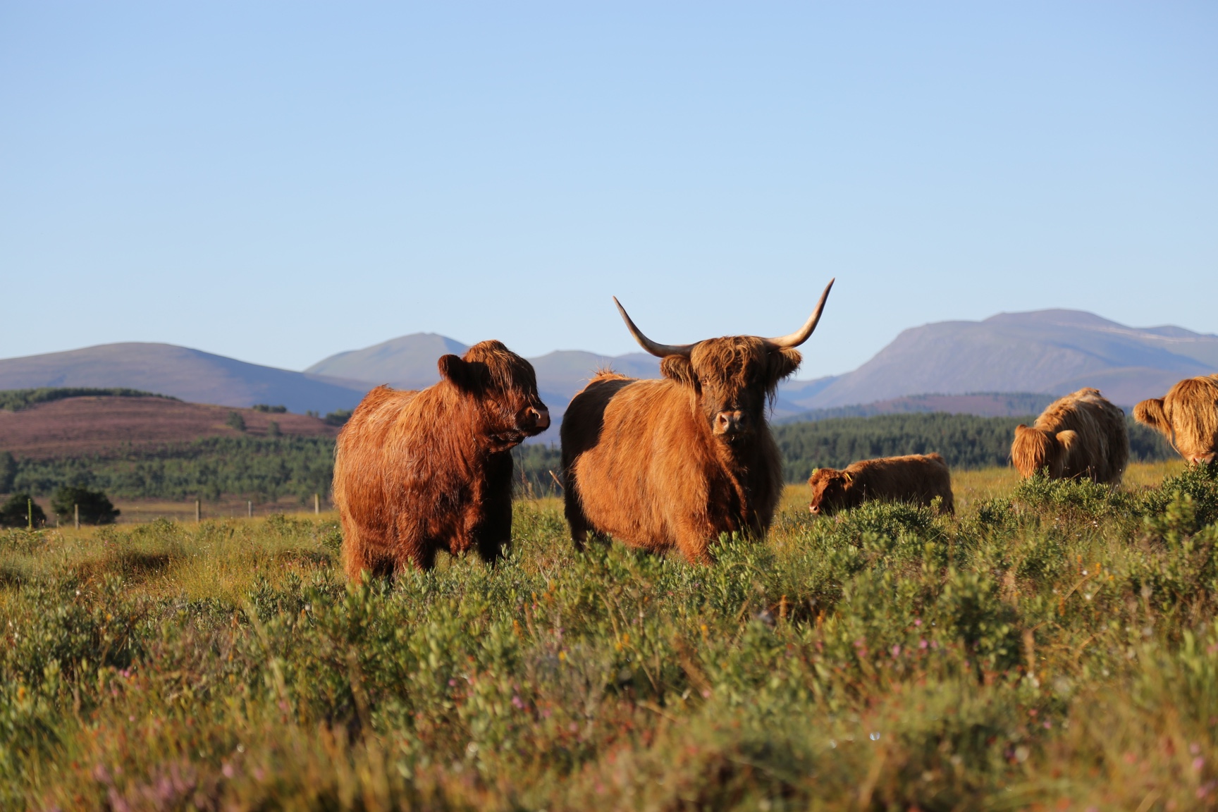 Farm groups call for more Government support for upland farmers