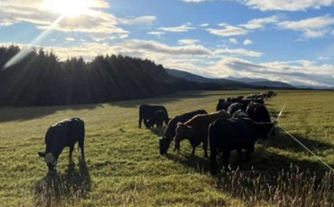 Mob grazing for diversity: end of project report published