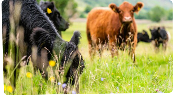 What to watch and listen to