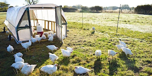 Setting up or expanding a pastured poultry enterprise