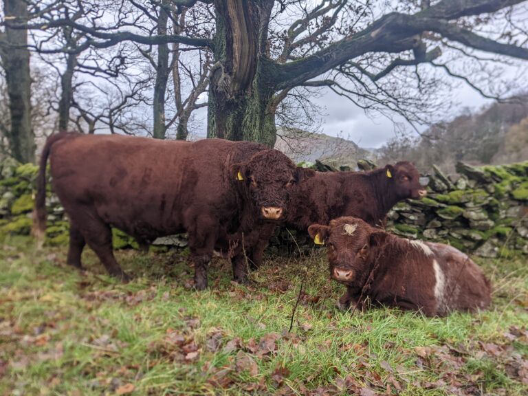 Marketplace Ads Archive Pasture for Life Certified 100 grassfed