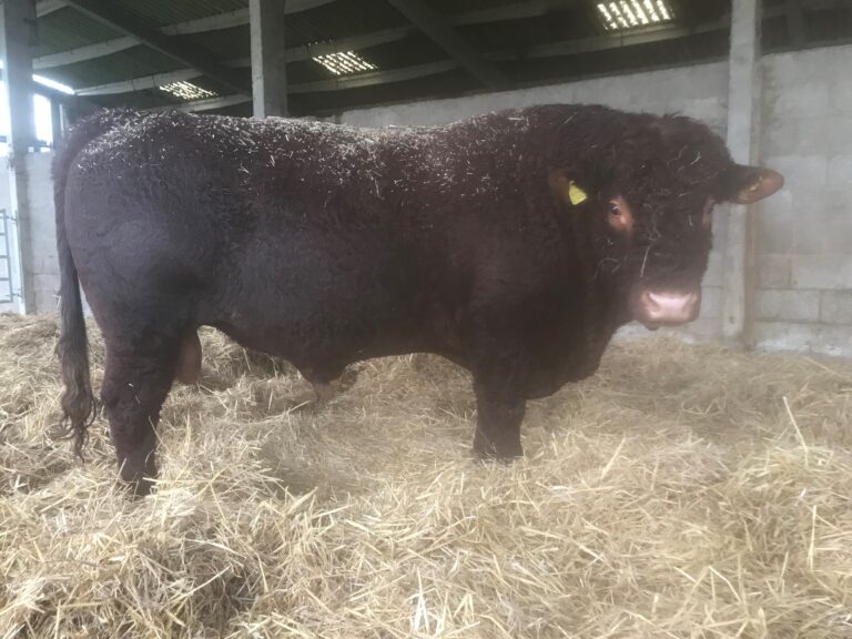 Marketplace Ads Pasture for Life Certified 100 grassfed meat